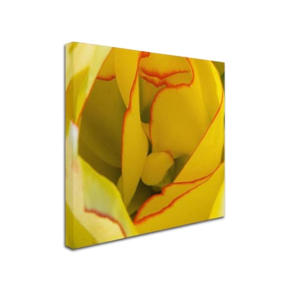 Kurt Shaffer 'Inside A Beautiful Tulip' Canvas Art,18x18